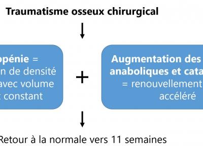 Figure 1 : Le Phénomène d’Accélération Régional ou RAP (Regional Acceleratory Phenomenon)